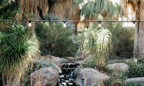 A party within the lush grove of trees and plants.