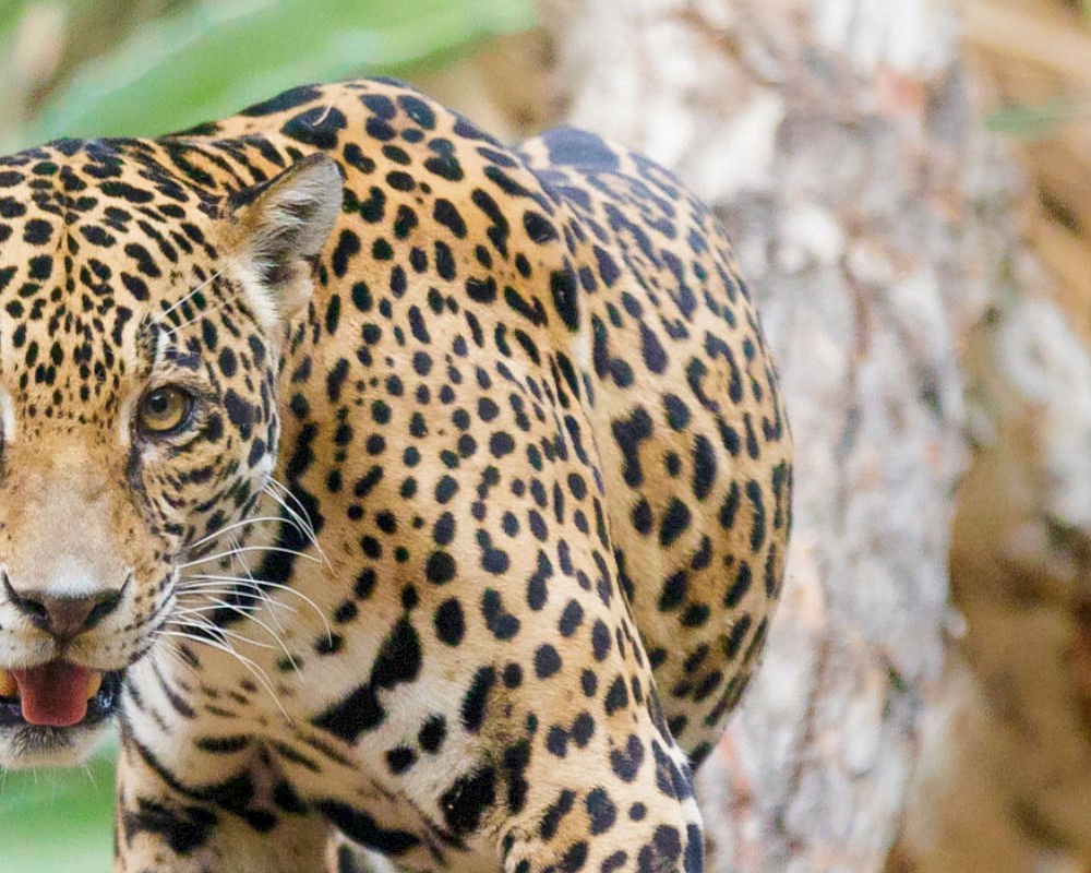 Experience animals from the deserts of the world inside The Living Desert.