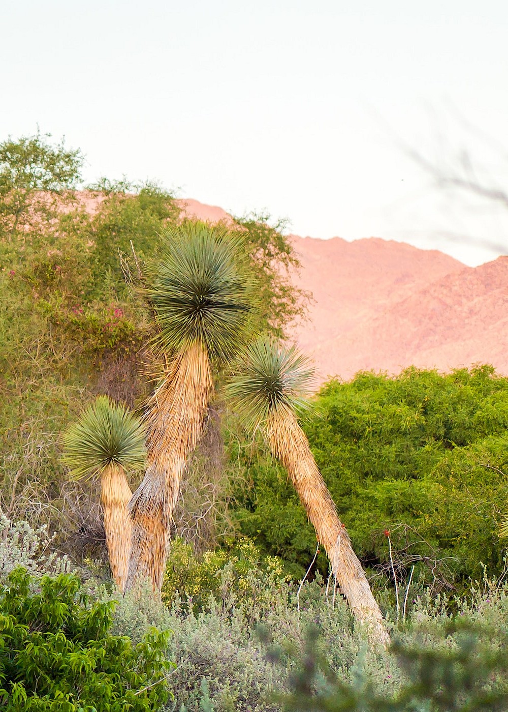 Botanical gardens and desert landscape at The Living Desert Zoo and Gardens.