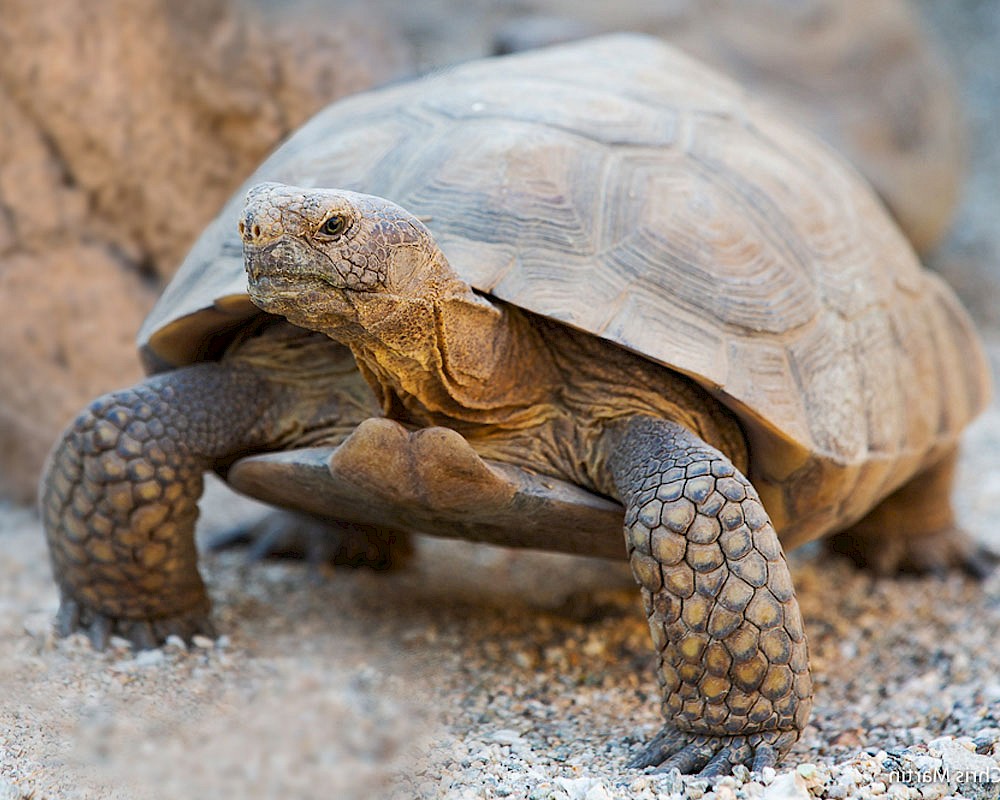 Desert Conservation is the mission of The Living Desert Zoo and Gardens.