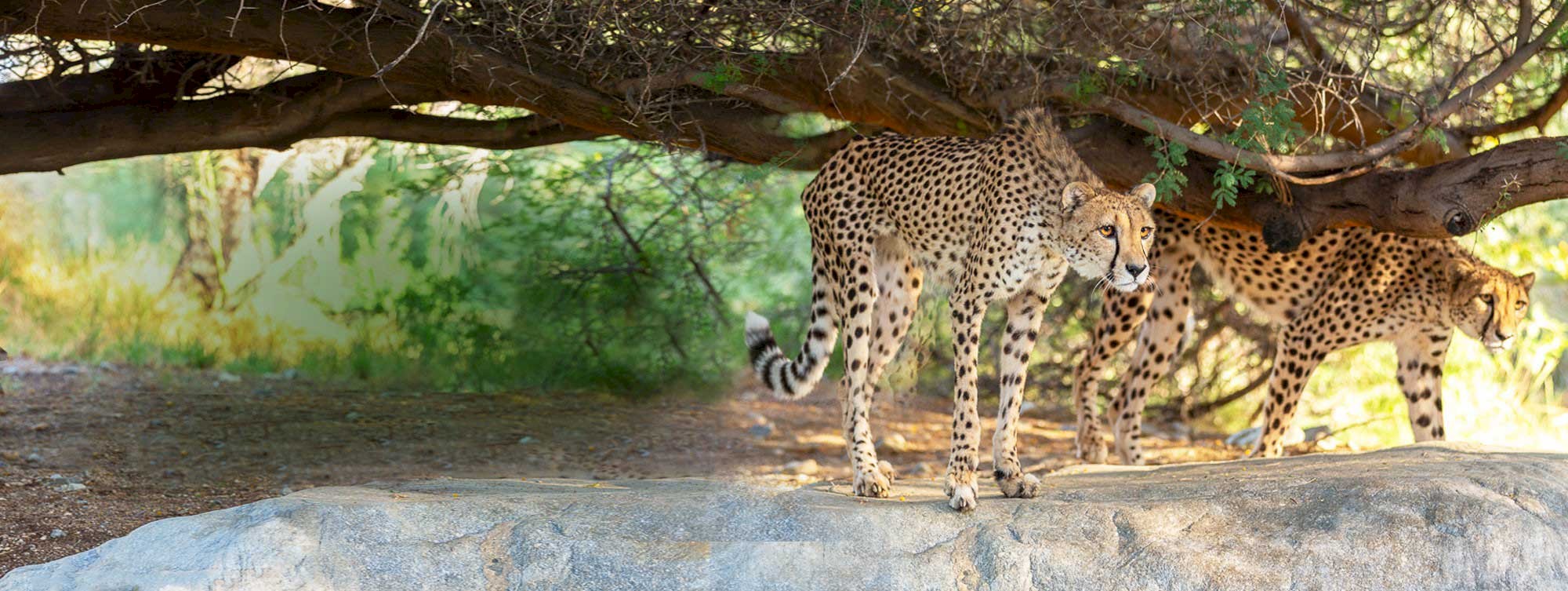 The Living Desert Zoo and Gardens, Wonderfully Wild.