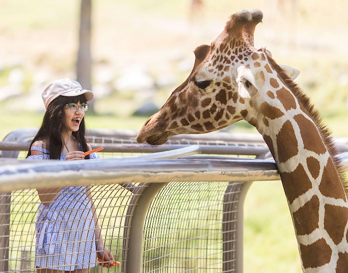 Feed a giraffe at the Living Desert Zoo and Gardens. Click for more details.