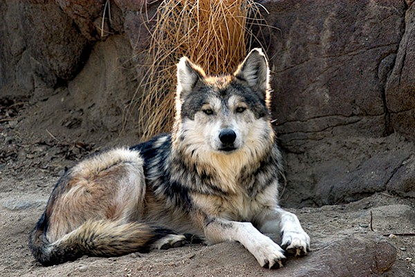 Click for more information on reintroduction and recovery efforts at The Living Desert Zoo and Gardens.