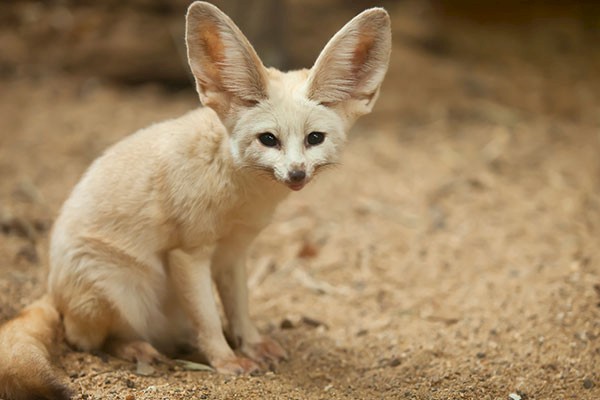 Research and Conservation efforts at the zoo. Click for more information.