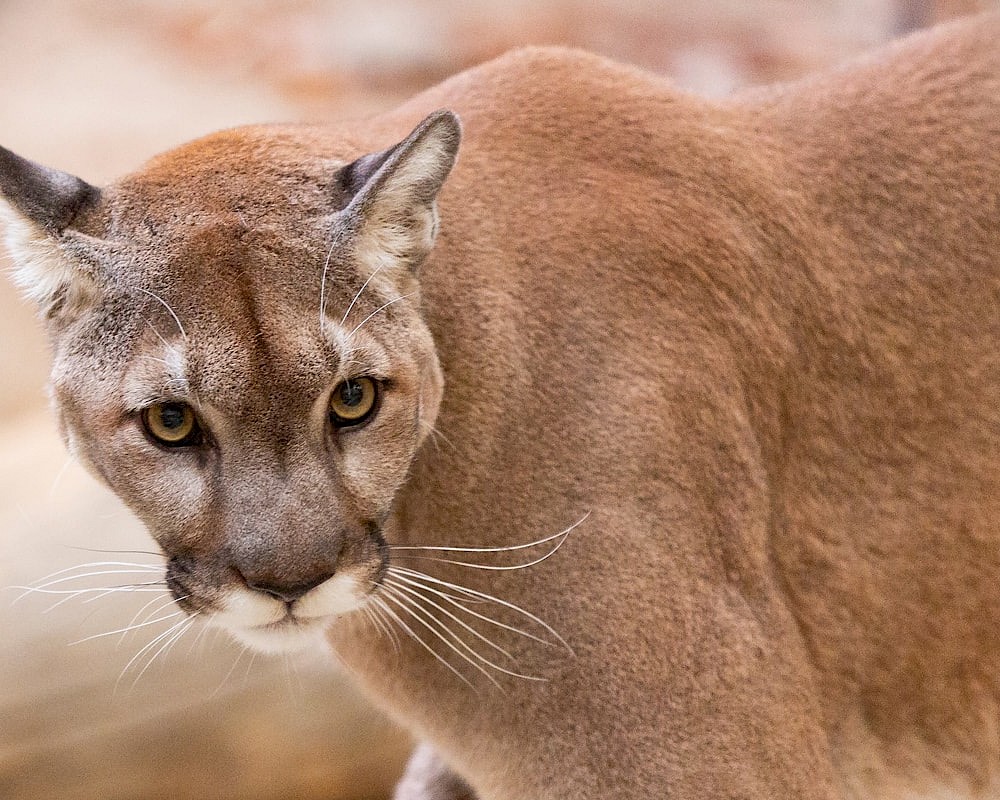 Speaker and Lecture Series at The Living Desert Zoo and Gardens.