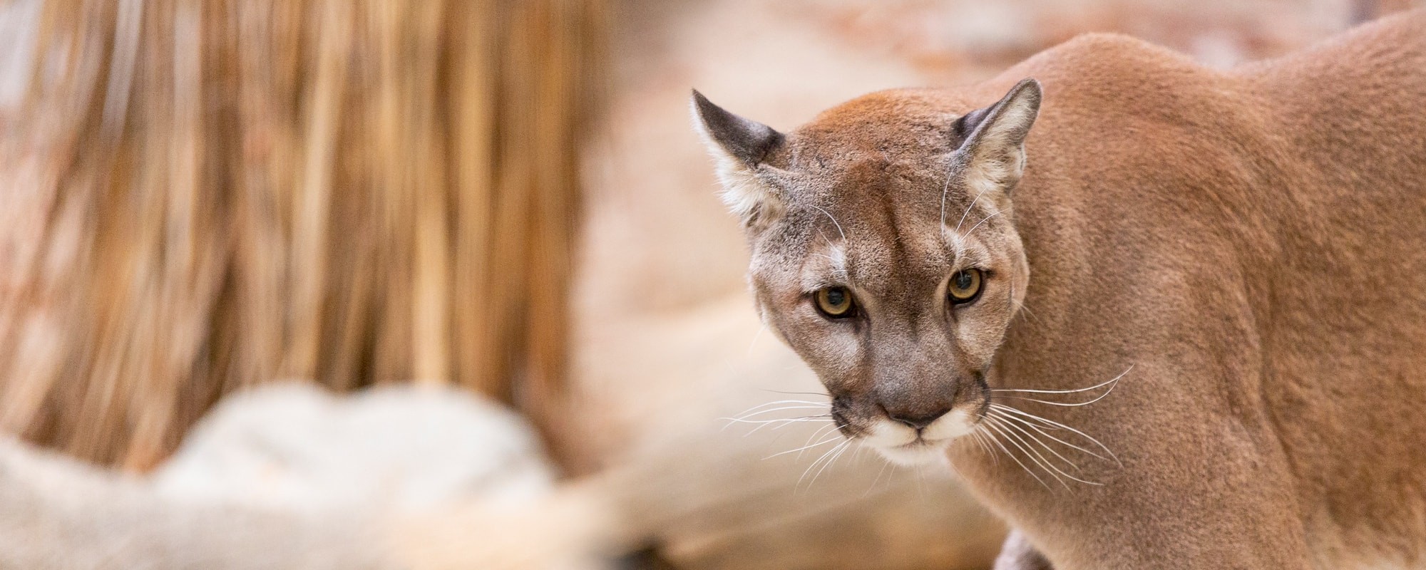 Speaker and Lecture Series at The Living Desert Zoo and Gardens.