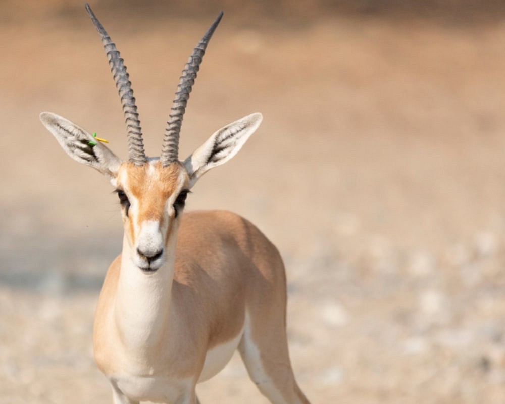 The Living Desert works diligently to conserve and preserve animal populations around the world.