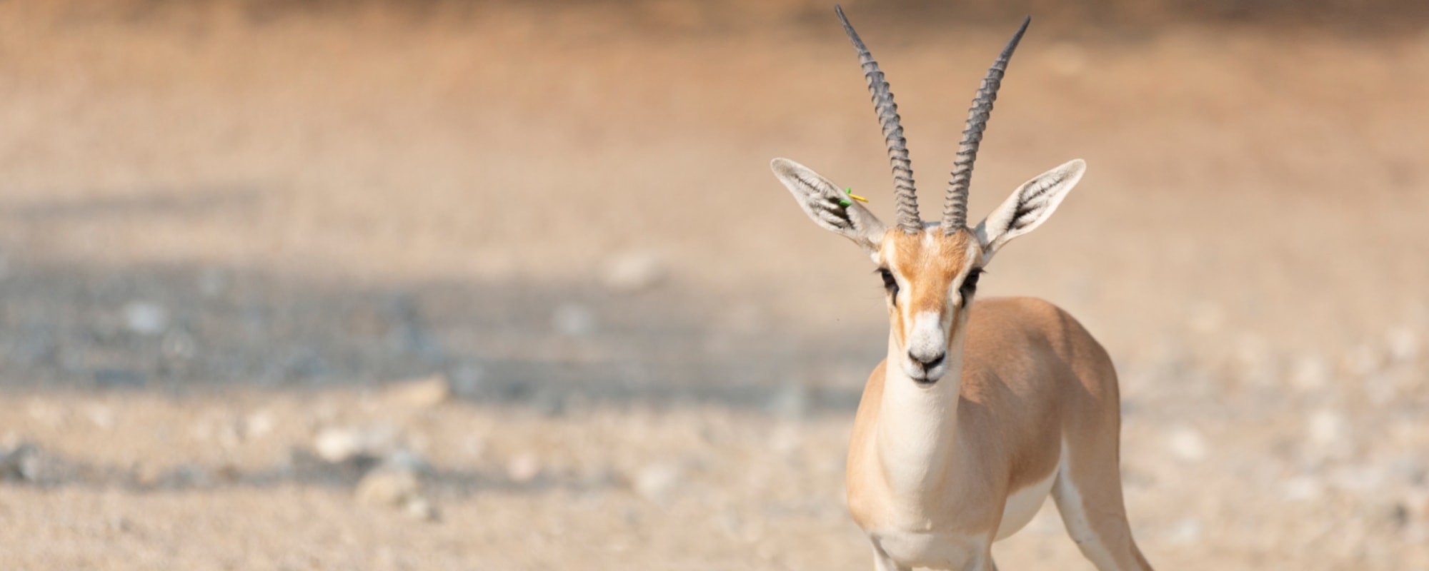 The Living Desert works diligently to conserve and preserve animal populations around the world.