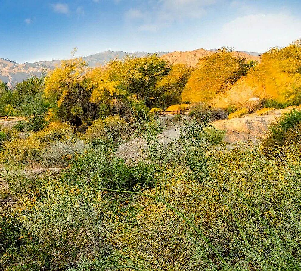 The Living Desert and Gardens Calendar Of Events.