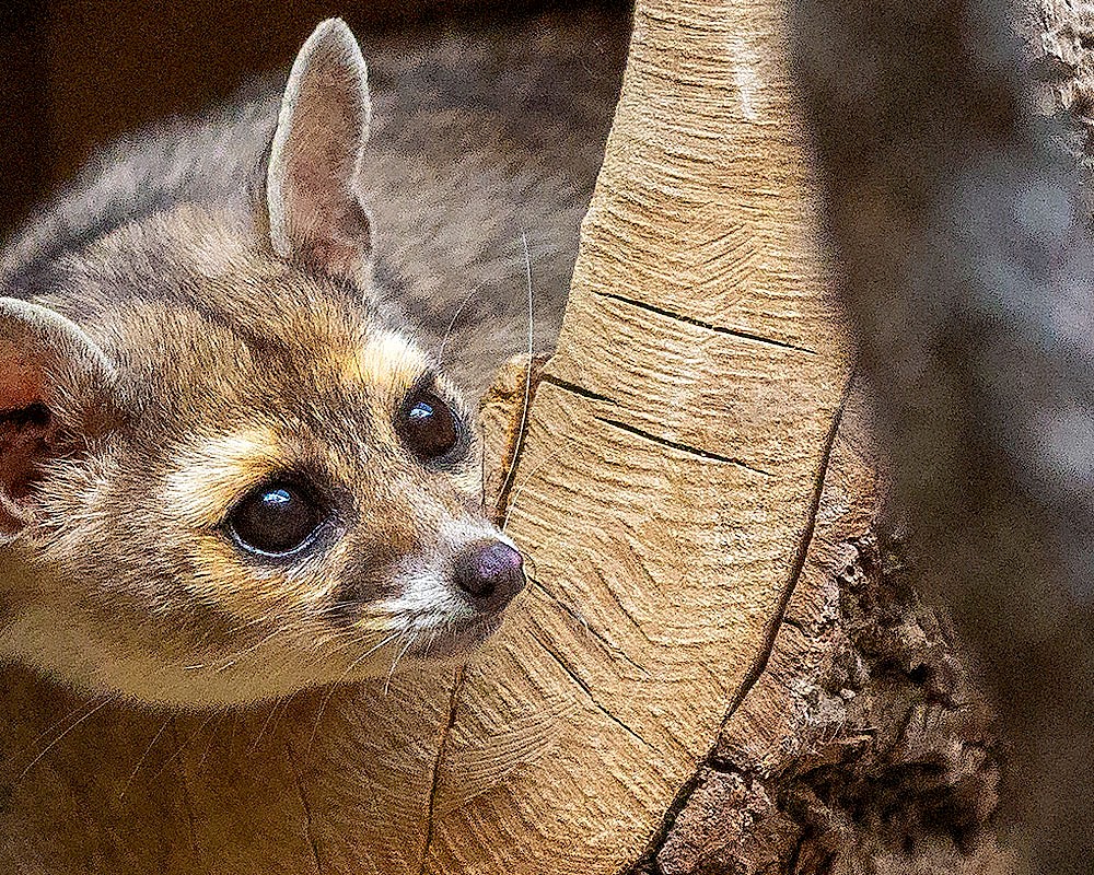 Your gift to The Living Desert Zoo and Gardens helps provide the highest level of care to our animals, educate the next generation about the world’s deserts, and inspire care for the world’s wildlife and wild places.