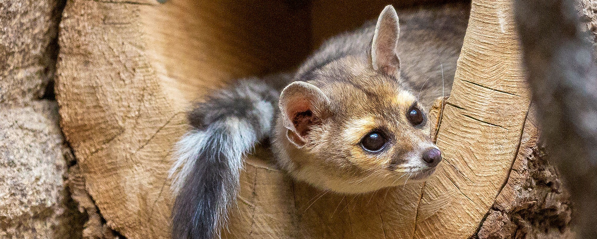 Your gift to The Living Desert Zoo and Gardens helps provide the highest level of care to our animals, educate the next generation about the world’s deserts, and inspire care for the world’s wildlife and wild places.