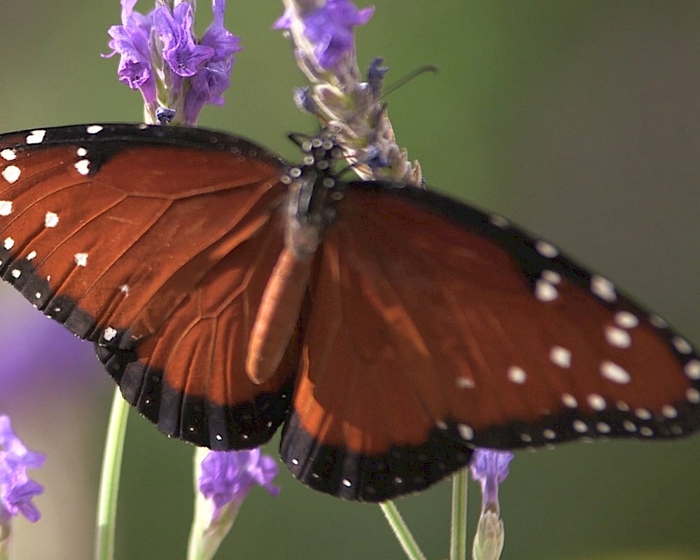 The Living Desert offers a multitude of ways to give back through volunteering.