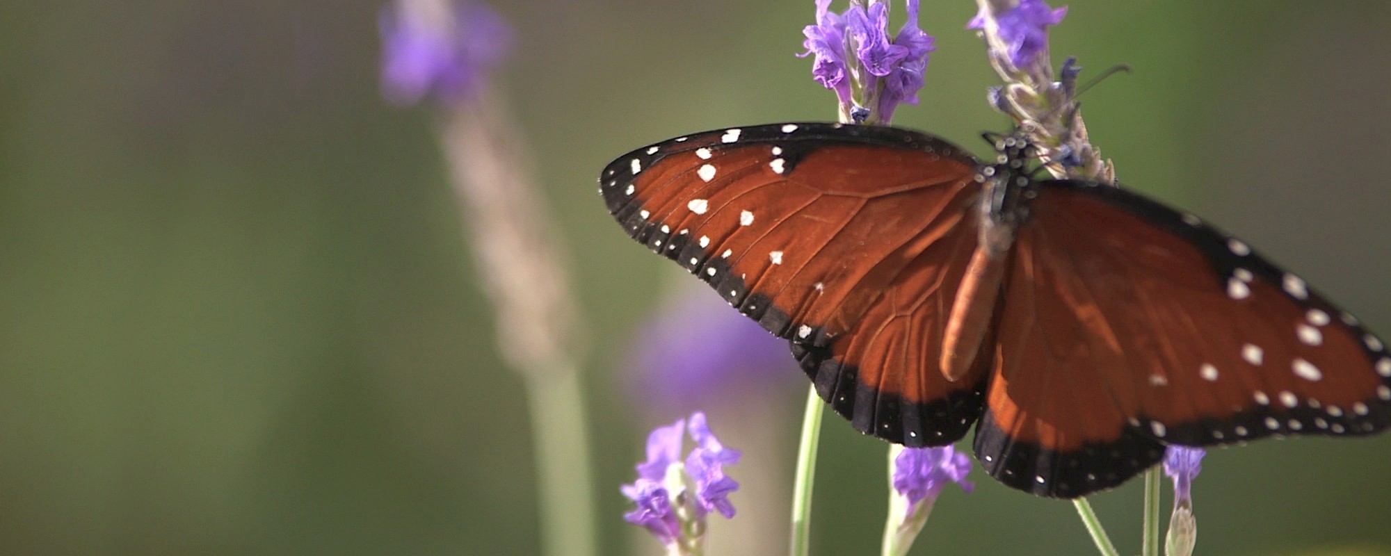 The Living Desert offers a multitude of ways to give back through volunteering.