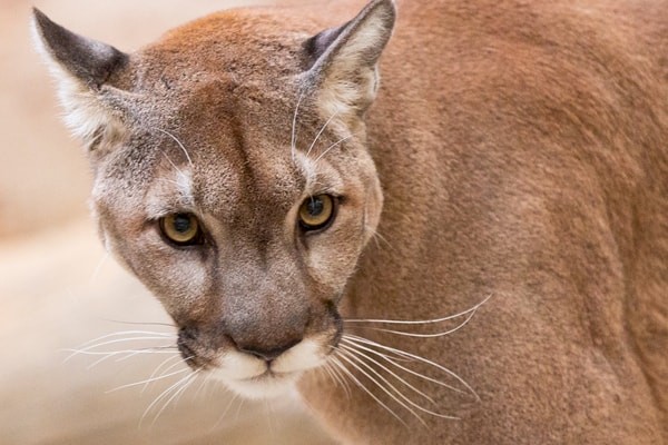 Speaker and lecture series at The Living Desert Zoo and Gardens. Click for more details.