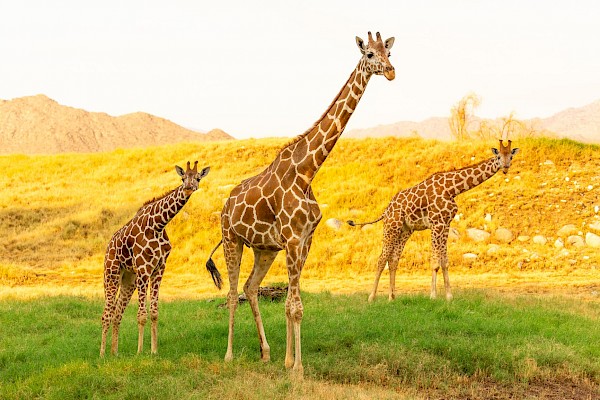 Giraffe at The Living Desert Zoo and Gardens. Click to see more.