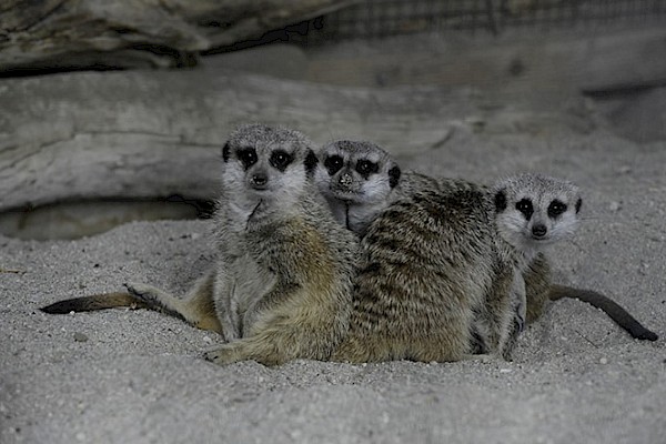 Meerkat at The Living Desert Zoo and Gardens. Click to see more.