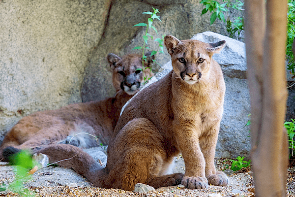 Mountain Lion