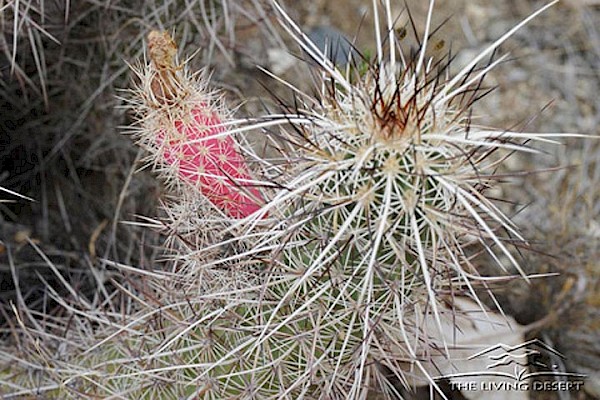 Calico Hedgehog, Strawberry Hedgehog at The Living Desert Zoo and Gardens. Click to see more.