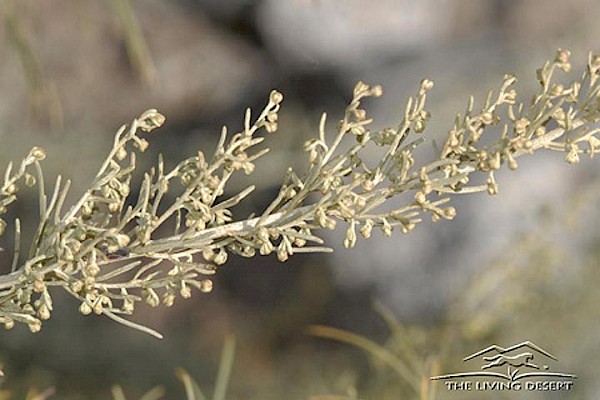 California Sagebrush at The Living Desert Zoo and Gardens. Click to see more.