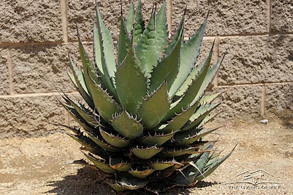 Coastal Agave at The Living Desert Zoo and Gardens. Click to see more.