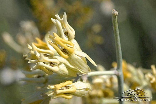 Desert Milkwood, Rush Milkweed, Ajamete at The Living Desert Zoo and Gardens. Click to see more.