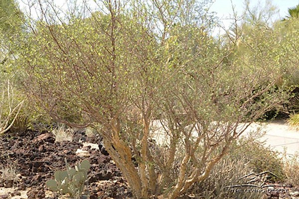 Elephant Tree, Torote Colorado at The Living Desert Zoo and Gardens. Click to see more.