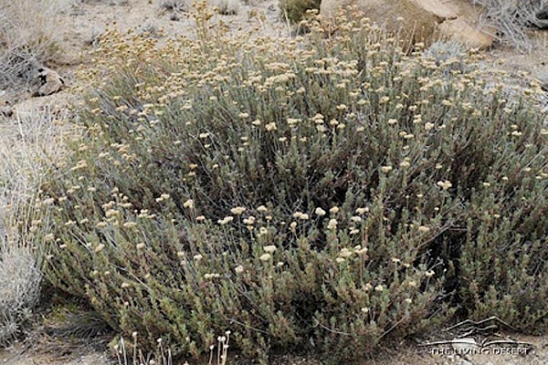 Flattop Buckwheat at The Living Desert Zoo and Gardens. Click to see more.