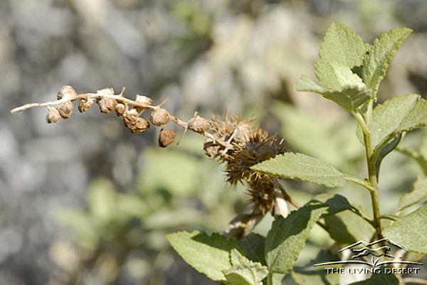 Goosefoot Bursage at The Living Desert Zoo and Gardens. Click to see more.