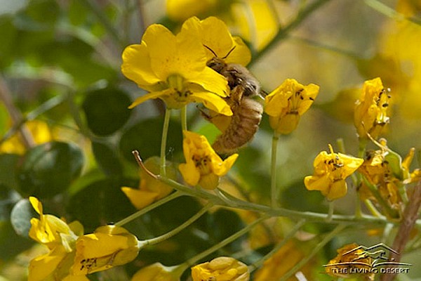 Mexican Bird of Paradise at The Living Desert Zoo and Gardens. Click to see more.