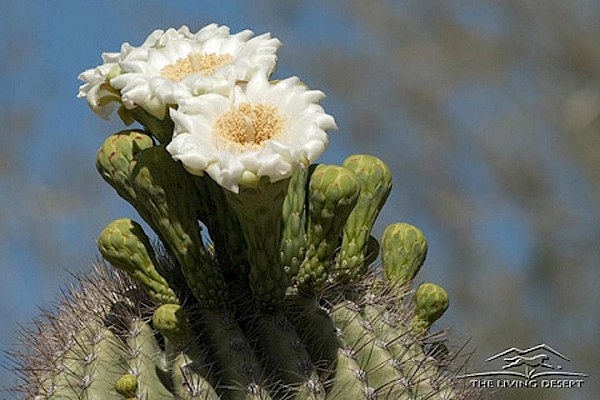 Saguaro at The Living Desert Zoo and Gardens. Click to see more.