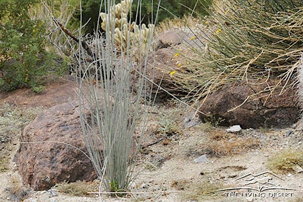 White-stemmed Milkweed at The Living Desert Zoo and Gardens. Click to see more.