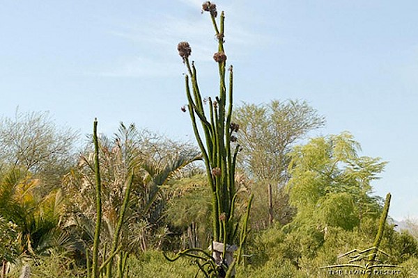 African Ocotillo at The Living Desert Zoo and Gardens. Click to see more.