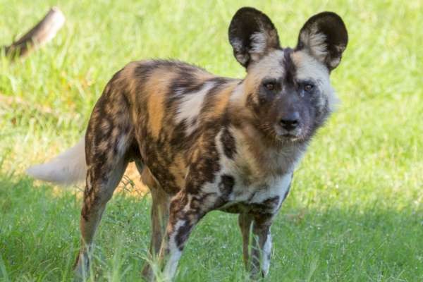 The Living Desert Zoo and Gardens is a member of the International Union for the Conservation of Nature.