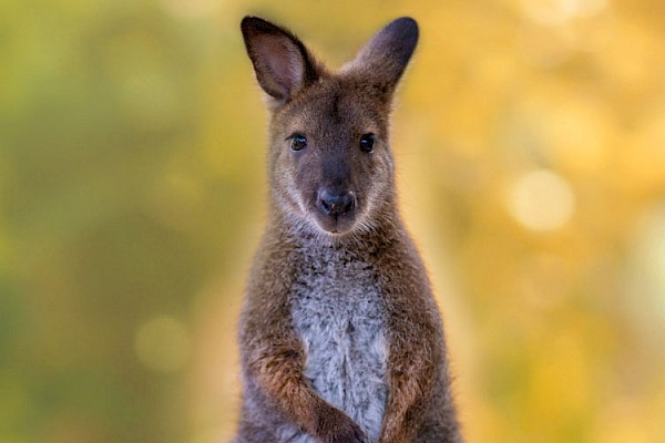 Bennett's Wallaby at The Living Desert Zoo and Gardens. Click to see more.