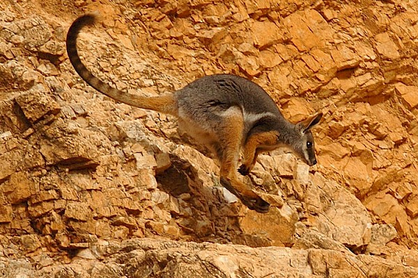 Yellow-Footed Wallaby at The Living Desert Zoo and Gardens. Click to see more.