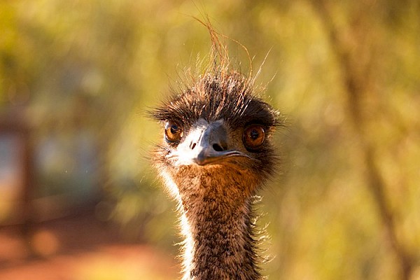 Emu at The Living Desert Zoo and Gardens. Click to see more.