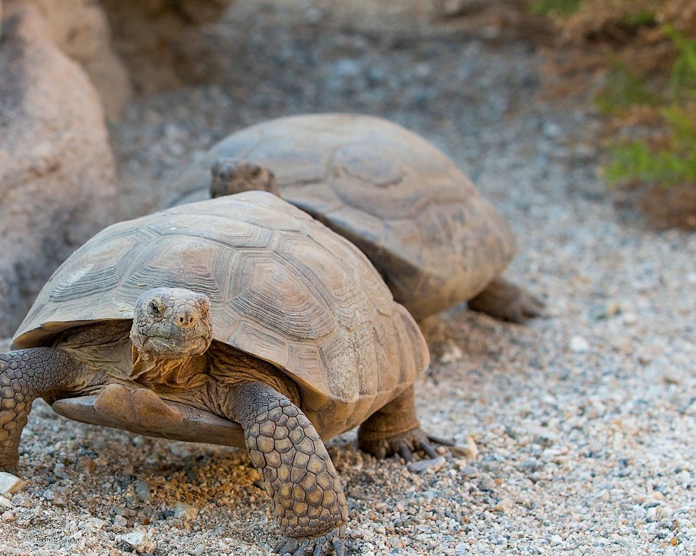 Desert Tortoise