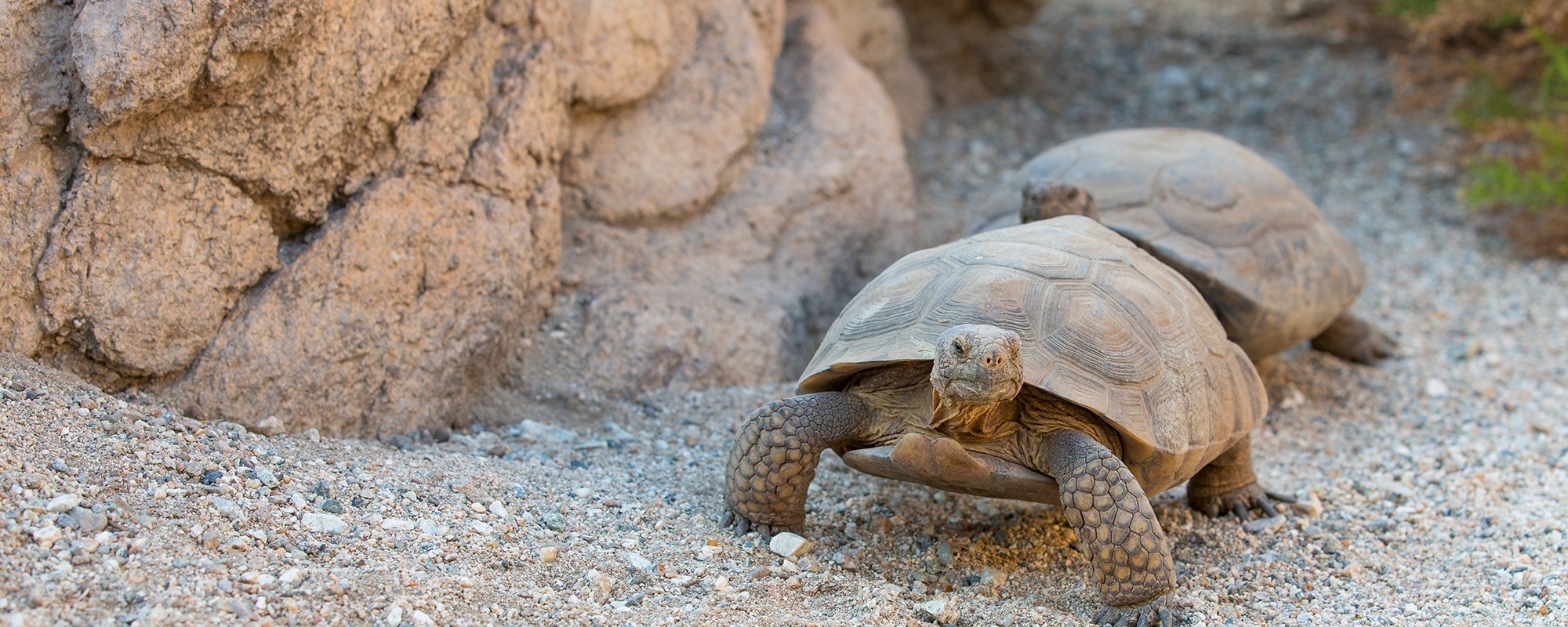 Desert Tortoise