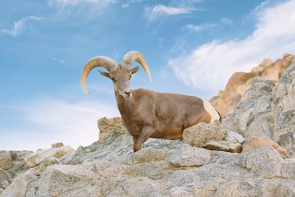 The Wilderness Loop has exceptional wildlife viewing and gorgeous vistas of the Coachella Valley (5 mi.)