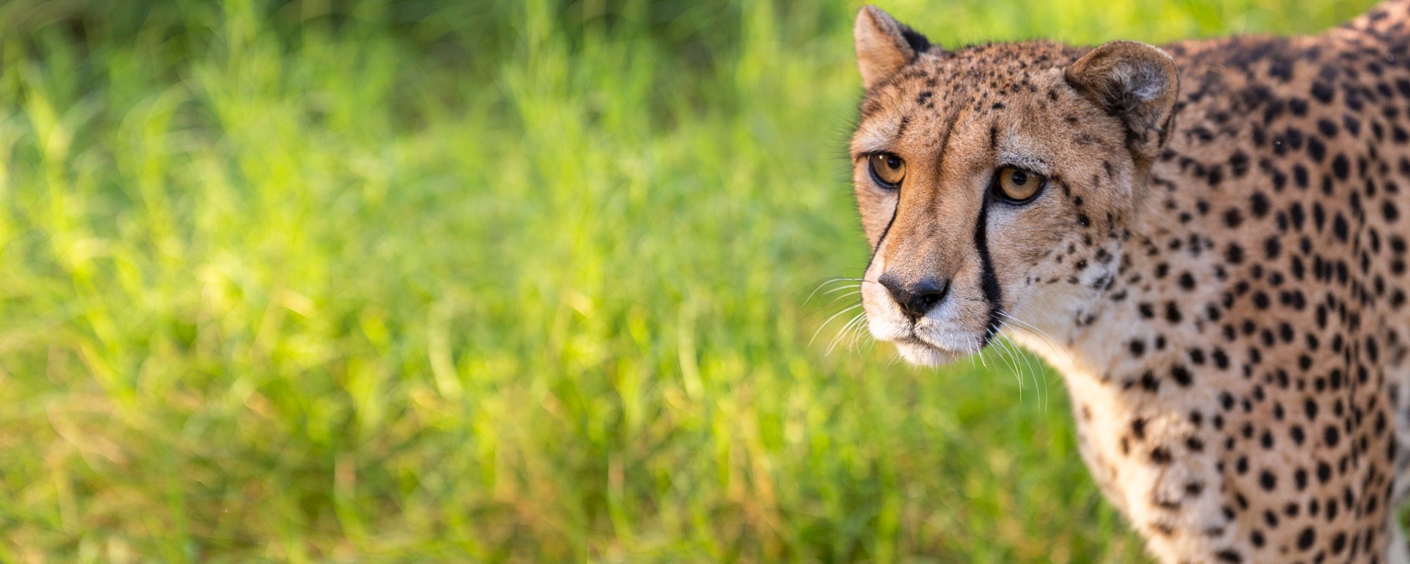 Cheetah