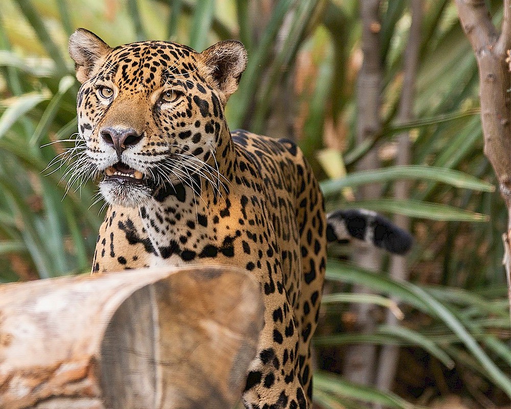 North American Jaguar