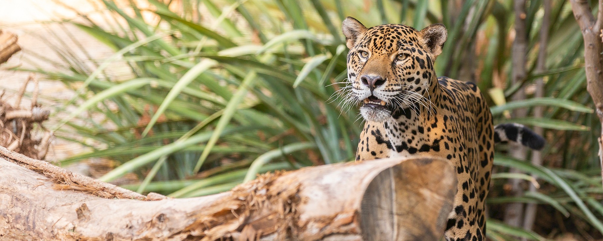 North American Jaguar