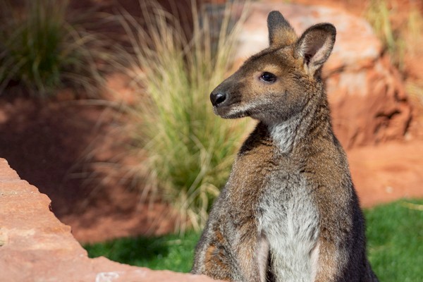 Australian Adventures