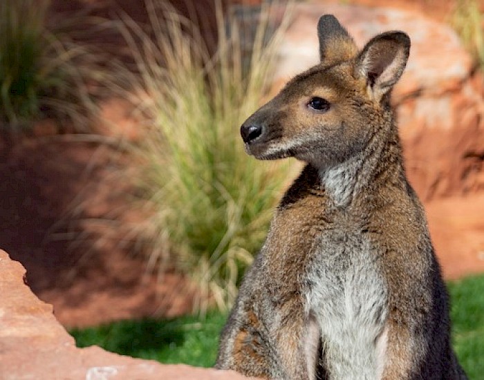 Australian Adventures