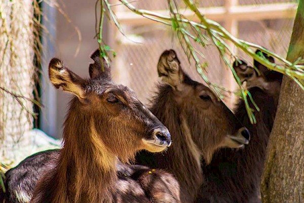 Waterbuck