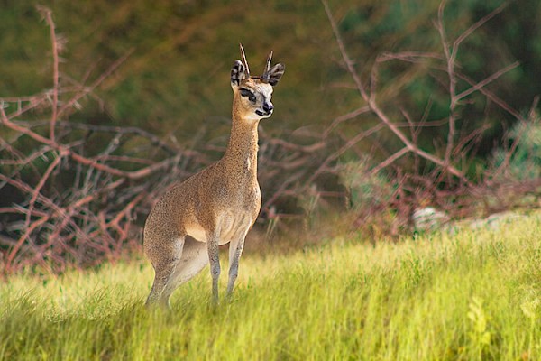 Klipspringer