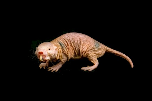 Naked Mole Rat