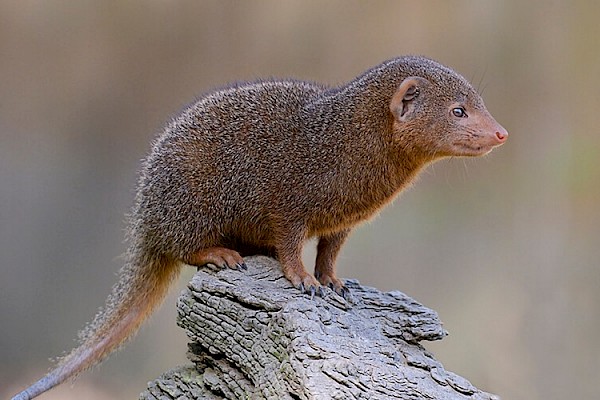 Dwarf Mongoose