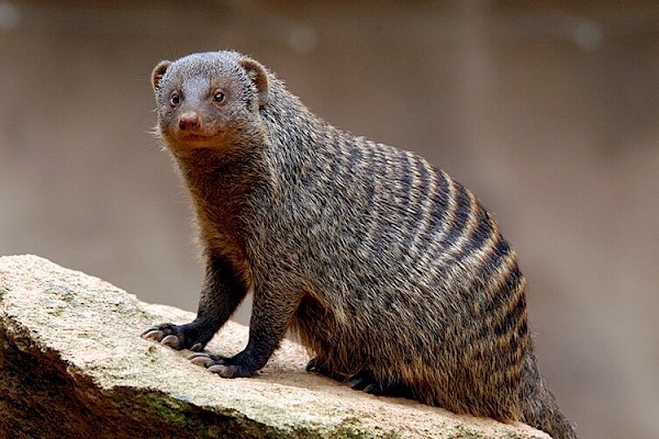 Banded Mongoose