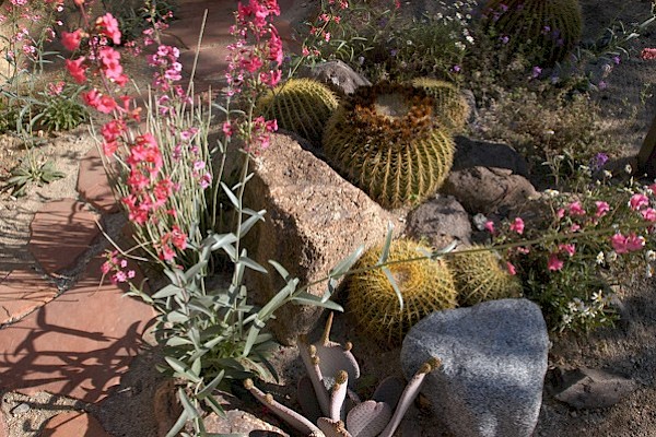 desert native landscaping